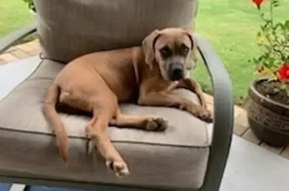 Missing dog , photo: Lost Dog: Boxer Mix on A C Smith Rd