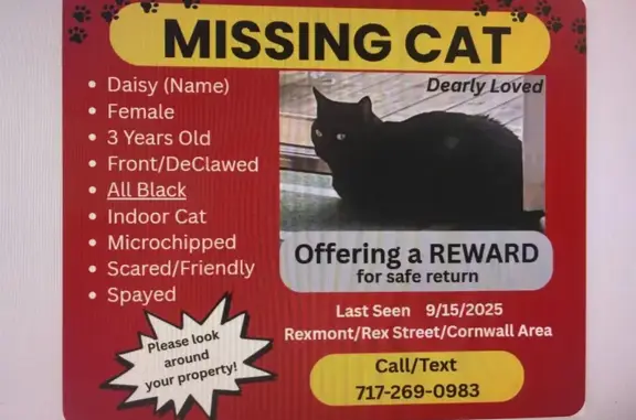 Lost Black Cat: Microchipped, Declawed