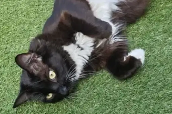 Lost Tuxedo Cat in Gold Coast City