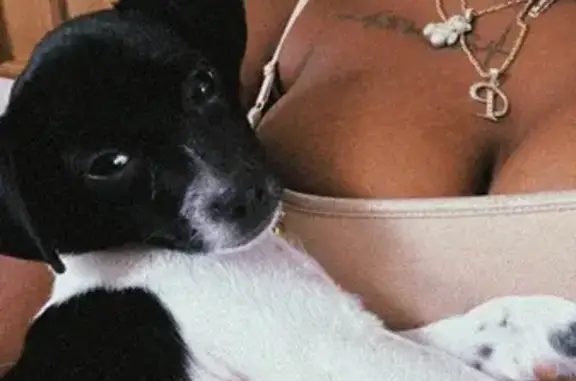 Lost Black & White Rat Terrier Puppy