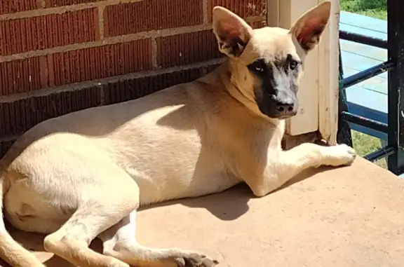 Lost 6-Month Malinois/Heeler in Williamston