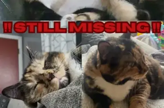 Lost Calico Cat: Brookside Drive, Killingly