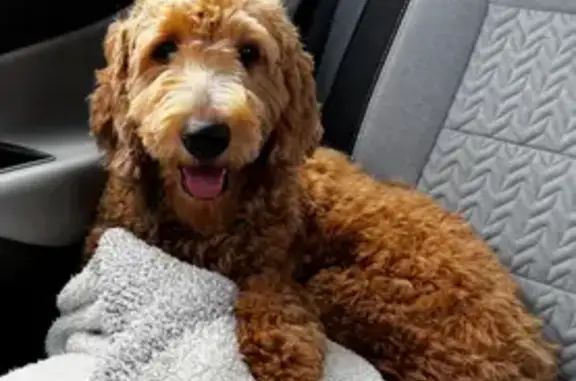 Lost Labradoodle: Sweet but Skittish