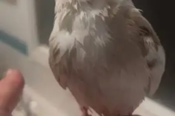 Lost pets Frankston, photo: Lost Baby Bird in Frankston: Help Find Storm