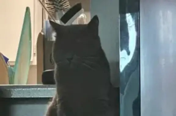 Lost Grey Russian Blue Cat in San Jose