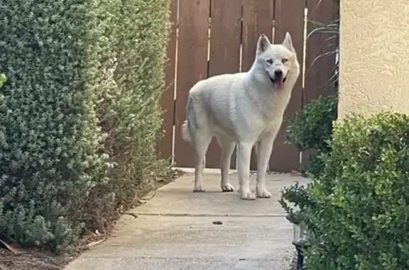 Found dog San Diego, photo: Found: Injured White Husky in San Diego