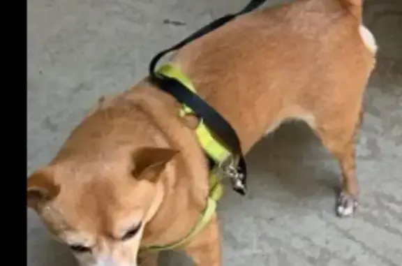 Lost Dog: Injured, Blind in One Eye