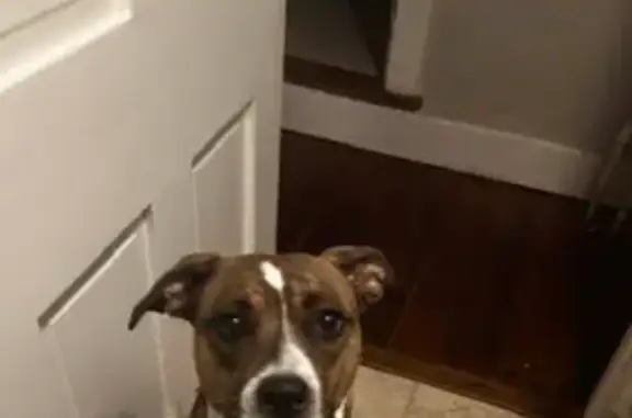 Lost Terrier Mix on Tucker Road, Dartmouth
