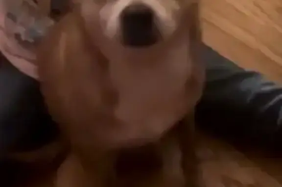 Senior Dog Missing: Biltmore St, Detroit