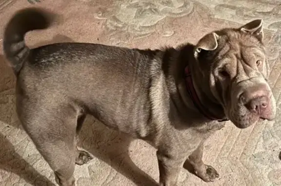 Lost Shar-Pei: Whitney Point, 7275