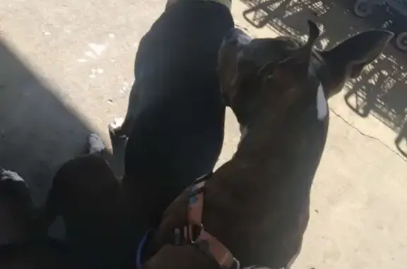Lost Black Pit: $200 Reward in Decatur