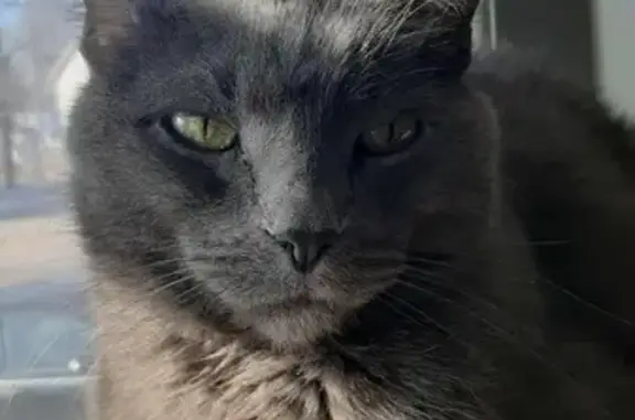 Lost and found pets Hartland, photo: Lost Gray Cat: Shy, 12, West Capitol Dr