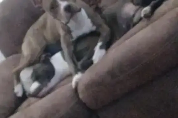 Help Find Sweet Brindle Pit! $200 Reward