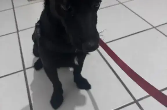 ¡Perrito perdido con pechera a...