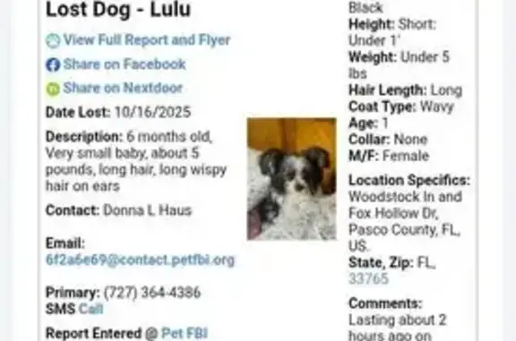 Lost: Tiny 5lb Maltese on Woodstock Lane
