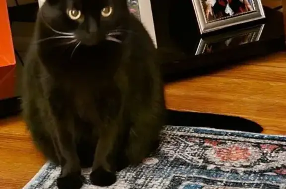 Lost and found pets Worthington, photo: Lost Cat: Black w/ White Whiskers, Worthington
