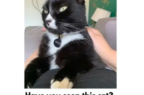 Lost Tuxedo Cat: Friendly Mr. Kitty