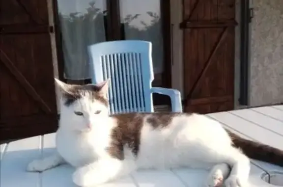 Chat blanc et gris perdu à Charnècles - photo