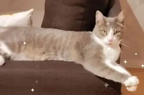 Animaux perdus Montdidier, photo: Chatte perdue à Montdidier : Cookie, 1 an