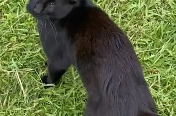 Missing cat Mountain View, photo: Lost Blind Black Cat: Rocket & Kitty