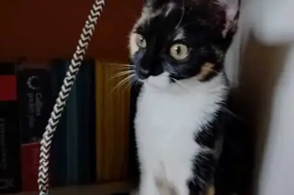Se busca: Gatita Tricolor Perdida en Castrillón
