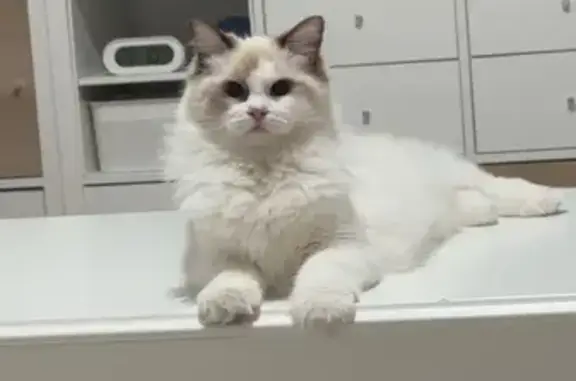 Animaux perdus , photo: Chat Ragdoll blanc perdu à Boves