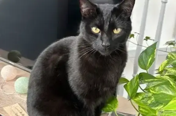 Chat noir perdu à Valenciennes : signes distinctifs - photo