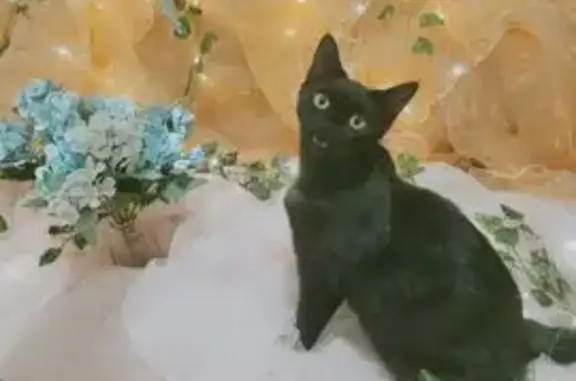 Missing cat , photo: Lost: Pregnant Black British Shorthair Cat