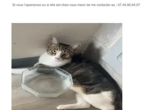 Chatte perdue à Tourcoing, très craintive - photo
