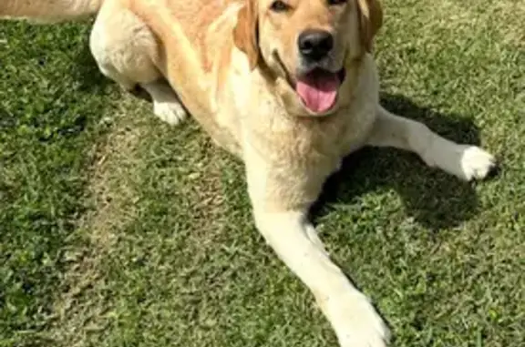 Lost Dog on Heat Near Forest Road