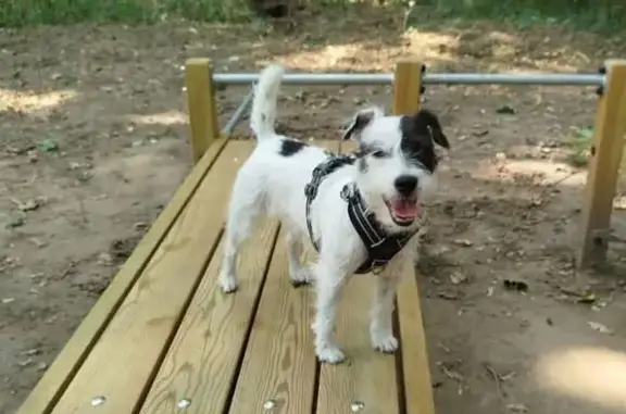 Jack Russell perdue à Charbonnières - photo