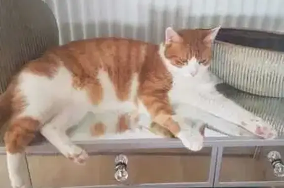 Chat perdu, Malemort-sur-Corrèze, photo: Chat orange et blanc perdu à Malemort