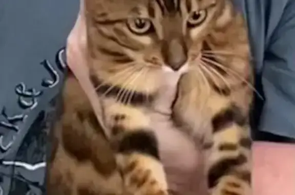 Animaux perdus Saint-Estève, photo: Chat Bengal perdu à Saint-Estève