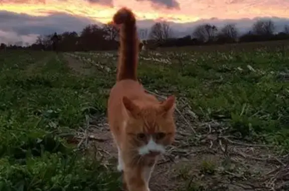 Chatte rousse perdue à La Bernardière - photo