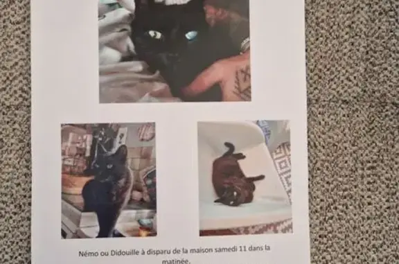 Chat noir Némo perdu, un œil, La Teste - photo