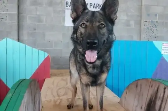 Lost Sable Shepherd Xani in Brisbane