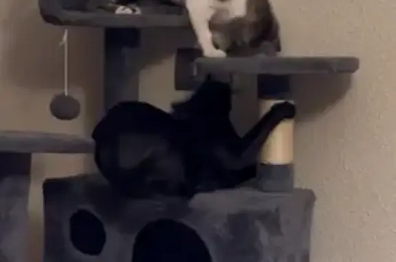 ¡Gata Perdida! Grises y Blanca en Murcia