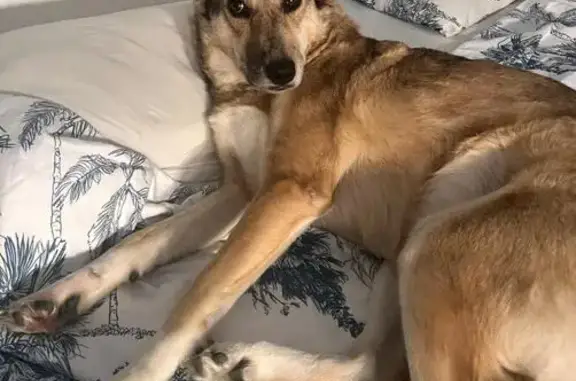 Husky croisée perdue au Cannet - photo