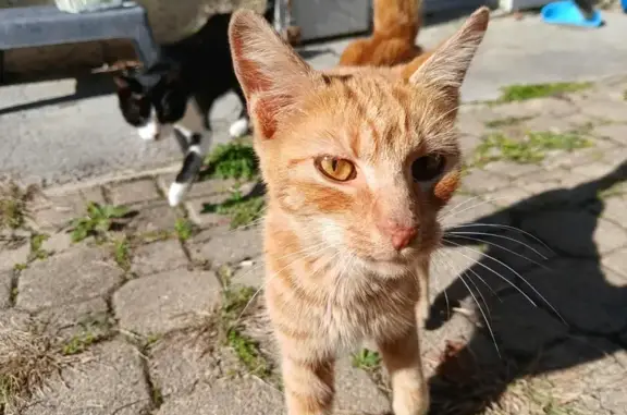 Animaux trouvés , photo: Jeune chatte rousse trouvée à Tocane-Saint-Apre