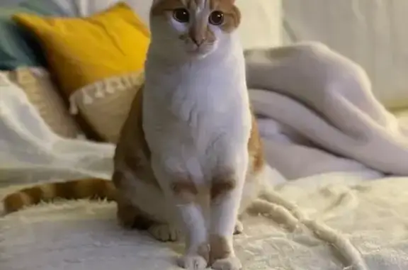 Chat roux/blanc perdu, pucé à Labry - photo