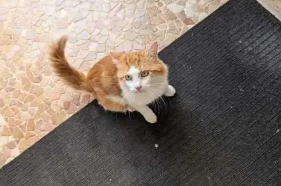 Gatito Cariñoso Busca Hogar Am...