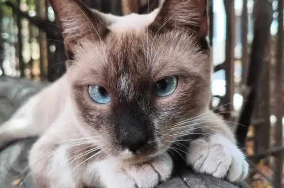 Gato perdido en Sevilla: Macho castrado, corte en oreja