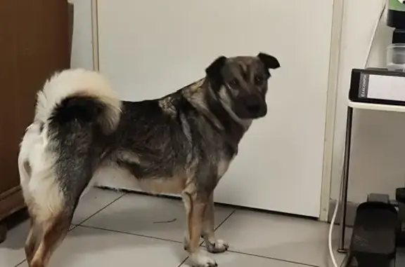 Chien trouvé Lille, photo: Chienne éduquée trouvée à Lille