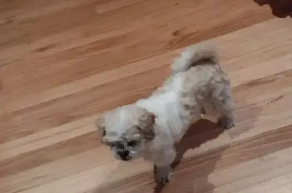 Found: White Shih Tzu Mix in M...