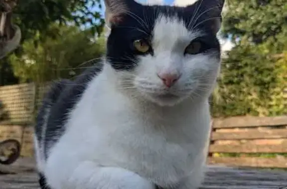 Lost Cat: Slender White & Black, Holgate Rd