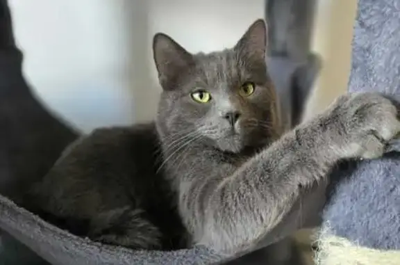 Chat gris perdu à Challex - photo
