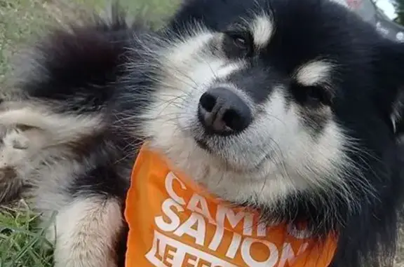 Chien perdu , photo : Chien perdu à Nantes près du parc Floral