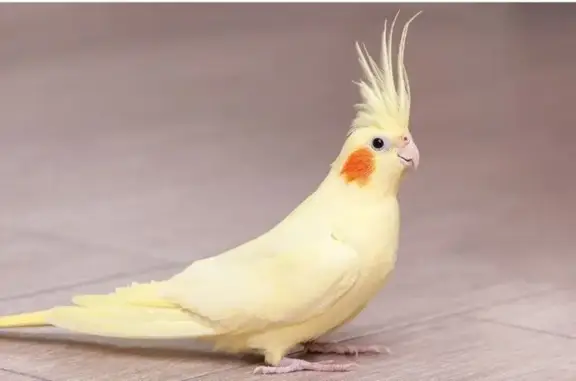 Lost Yellow Cockatiel in Benoni Area