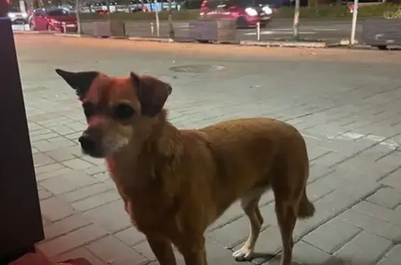 Знайдена собака на бульварі Ле...