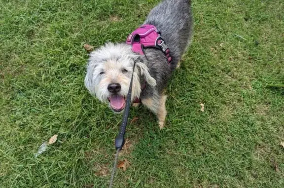 Lost Terrier Mix: Betsy on Woodlawn Rd